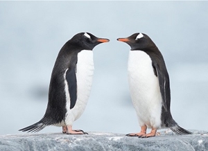ペンギンアップデートとパンダアップデートの紹介と対策(パート３)